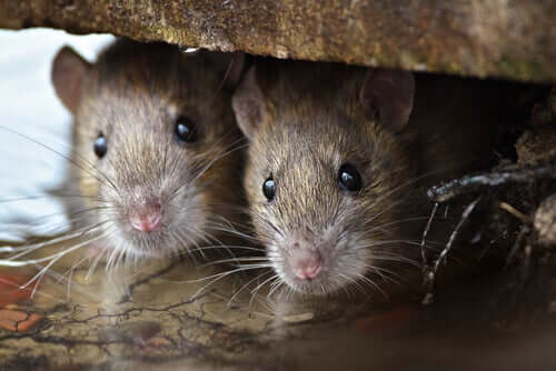 Die Intelligenz der Ratten