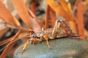 Die Weta, eines der größten Insekten des Planeten