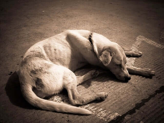 Dünner Hund liegt auf der Straße und schläft
