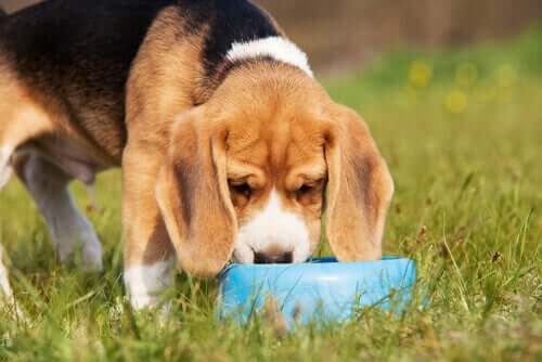 Ein Beagle und sein geliebter Fressnapf