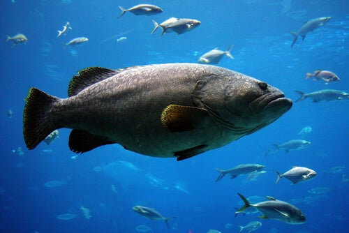 Ein wahrhaftiger Riese unter den Fischen