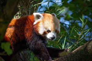 Der Katzenbär, auch roter Panda genannt