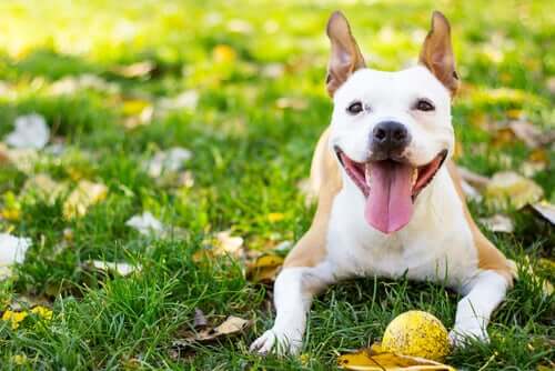 Ein gesunder und glücklicher Hund liegt mit seinem Ball auf einer Wiese