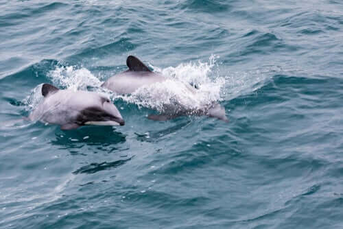 Der Hector-Delfin aus Neuseeland
