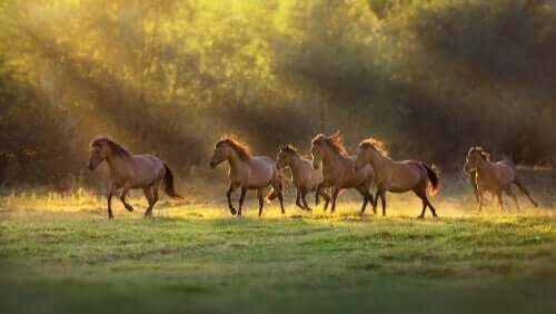 Eine Herde von Pferden galoppiert über eine Wiese