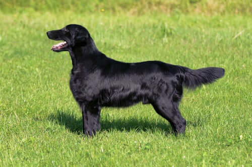 Schwarzer Hund mit wunderschönem Fell dank Chlorella