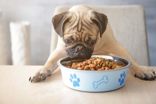 Hypoallergene Ernährung für Hunde