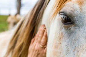 Pferde können menschliche Ausdrücke und Gefühle interpretieren
