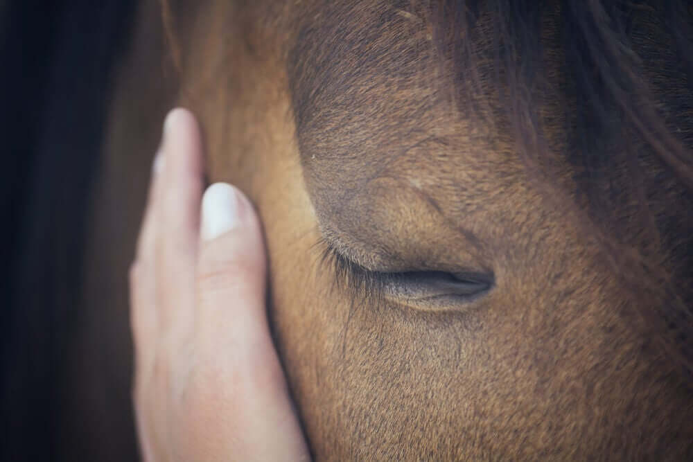 Pferde sind wirklich sehr sensible Wesen