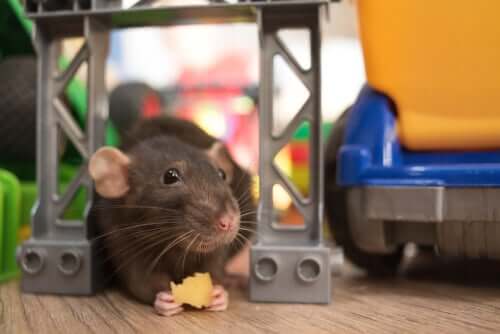 Eine Ratte knabbert an einem Stückchen Käse