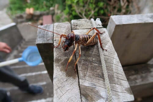 Riesen-Weta