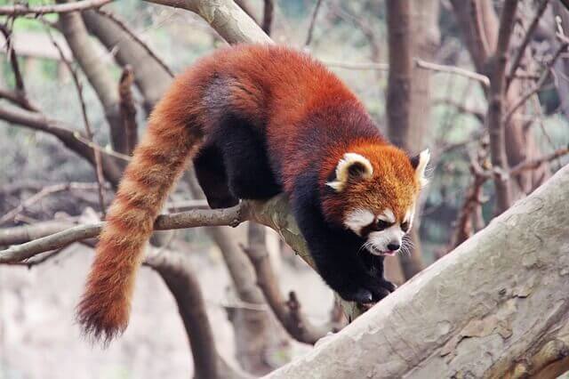 Roter Panda
