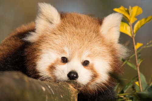 Roter Panda schaut in die Kamera