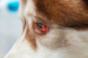 Wie behandelt man eine Unterblutung des Auges bei Hunden?