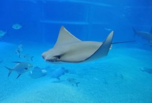 Wissenswertes über Elektrofische