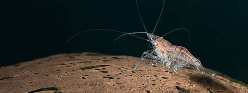 Antarktischer Krill