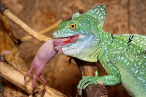 Die Ernährung des Basilisk und seine Merkmale