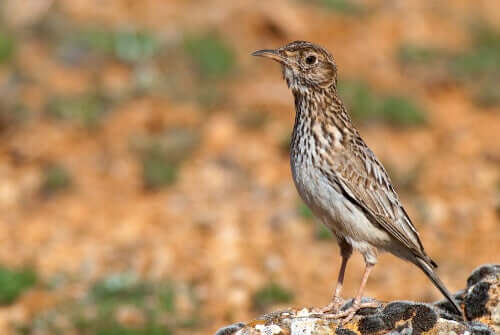 Chersophilus Duponti ist der wissenschaftliche Name der Dupontlerche