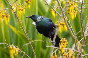 Der Tui: ein großartiger Helfer bei der Blütenbestäubung