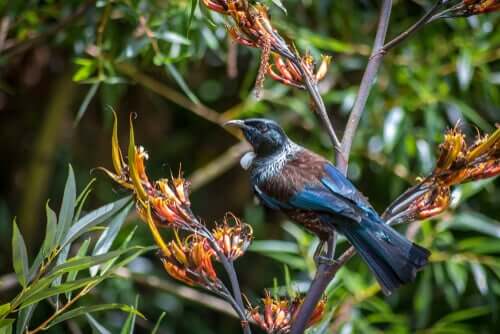 Der Tui liebt Nektar