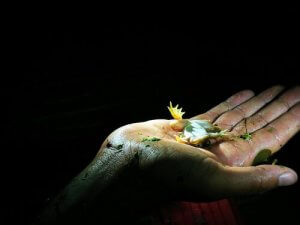 Was ist die Schreckstarre und wozu dient sie?