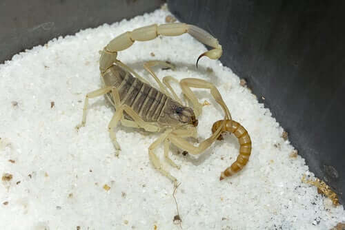 Fütterungszeit für den Skorpion