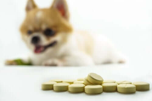 Gelenkgesundheit von Hunden: die besten Ergänzungsmittel