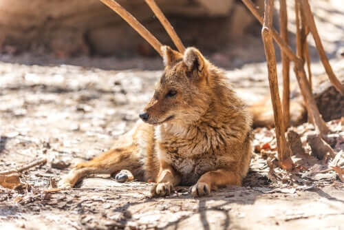 Goldschakal blickt schlau um sich