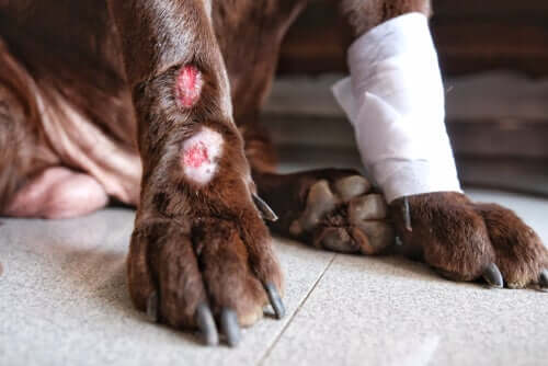 Hund leidet aufgrund einer Verletzung an Tetanus