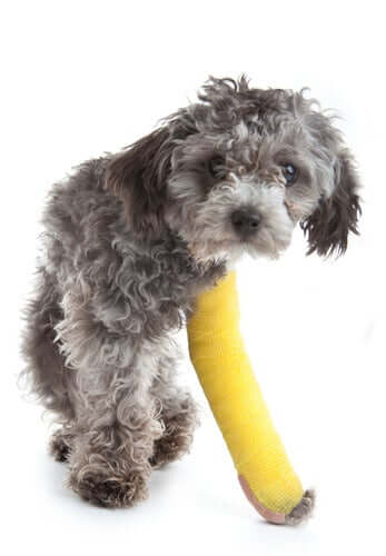 Kleiner Hund mit eingegipstem Bein