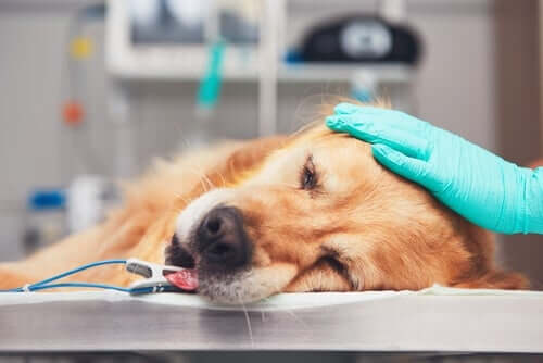 Hund wird eingeschläfert