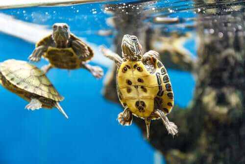 Kleine Wasserschildkröte schwimmt im Aquarium