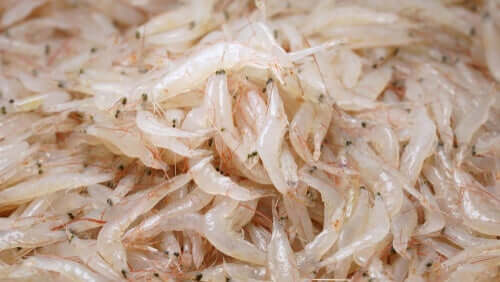 Krill
