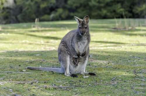 Sein wissenschaftlicher Name lautes Macropus robustus