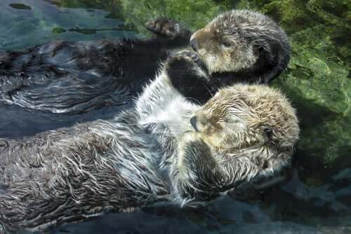 Otter schlafen zusammengekuschelt