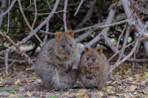 Quokka, auch Kurzschwanzkänguru genannt.