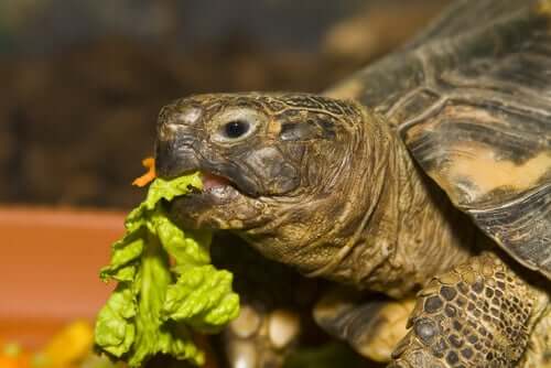 Schildkröte knabbert an einem Stück Salatblatt