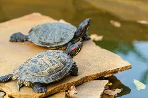 Schildkröten sonnen sich auf einer Steinplatte