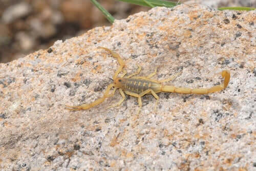 Skorpione aus Arizona