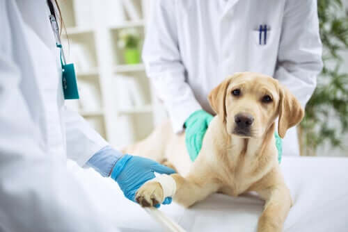 Tierarzt behandelt einen Labrador an seiner Pfote