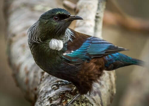 Tui