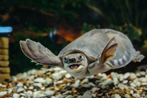 Die Haltung einer Wasserschildkröte