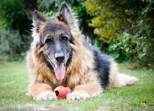 Wie Hunde altern: Alles Wissenswerte und Tipps!