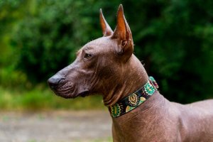 Der Xoloitzcuintle: alles, was du wissen musst