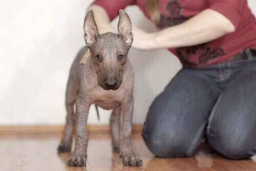Xoloitzcuintle Welpe