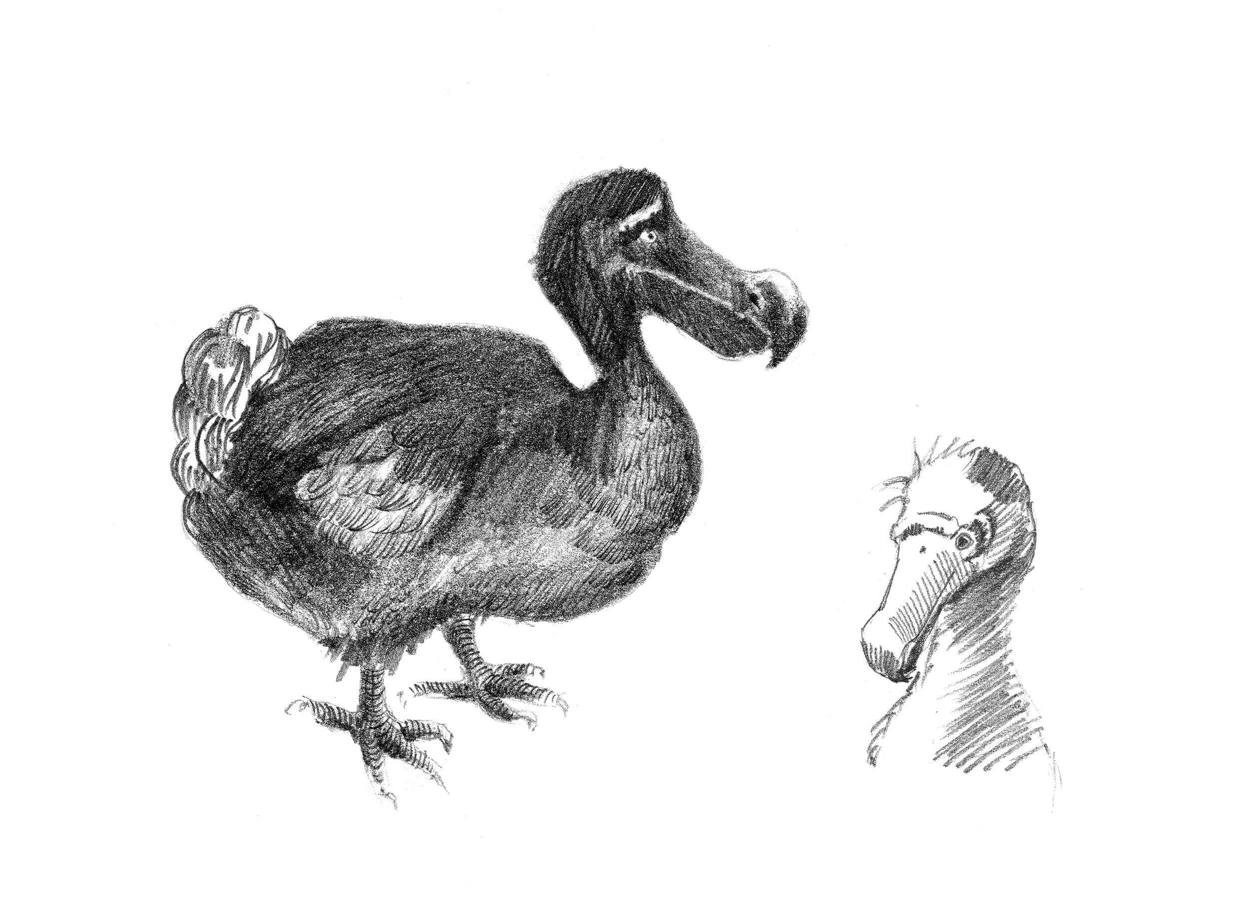 Zeichnungen eines Dodos