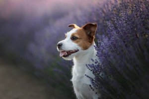 3 Heilpflanzen für die Gesundheit von Haustieren