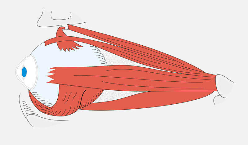 Abbildung der Augenmuskeln