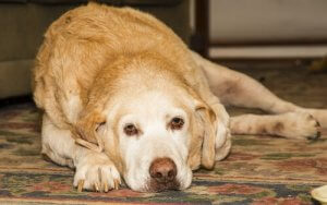 Arthritis beim Labrador Retriever