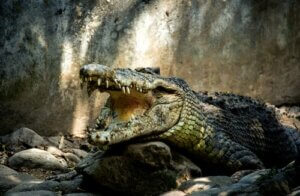 5 Viren, die Krokodile befallen
